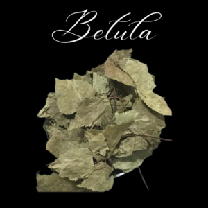 Bétula