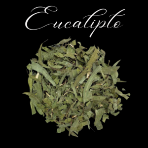 Eucalipto