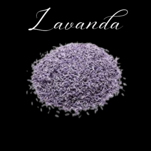 Lavanda