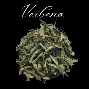 Verbena