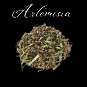 Artemisia
